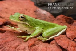 Amerikanischer Laubfrosch, Hyla cinerea