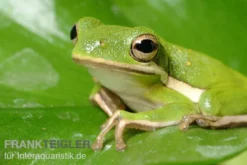 Amerikanischer Laubfrosch, Hyla cinerea