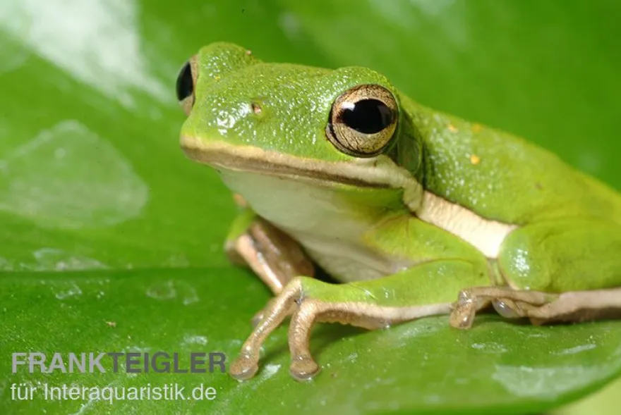 Amerikanischer Laubfrosch, Hyla cinerea