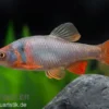 Amerikanische Rotflossenorfe, Notropis lutrensis (Kaltwasser & Warmwasser)