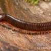 Amerikanischer Tausendfüßer, Narceus americanus
