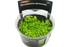 Amerikanisches Perlkraut, Micranthemum glomeratum, In Vitro