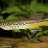 Amiets Prachtkärpfling, Aphyosemion amieti (Fundulopanchax)