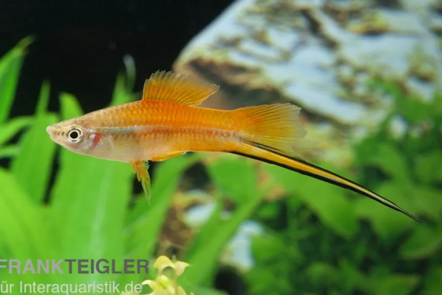 Ananas-Schwertträger, Xiphophorus helleri, Zufällig ausgewählt
