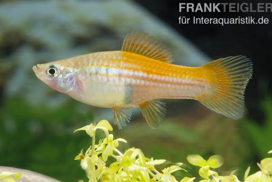 Ananas-Schwertträger, Xiphophorus helleri, Zufällig ausgewählt
