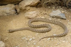 Andersons Pfeilnatter, Platyceps rogersi