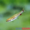 Anduze-Zwergziersalmler, Nannostomus anduzei