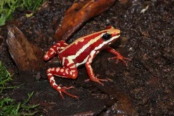 Anthonys Dreistreifen-Baumsteiger, Epipedobates anthonyi