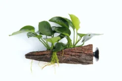 Anubias barteri auf Wurzel mit Sauger, ca. 16x7x15 cm