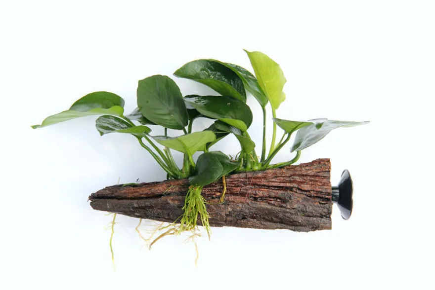 Anubias barteri auf Wurzel mit Sauger, ca. 16x7x15 cm