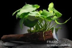 Anubias nana auf Wurzel mit Sauger, ca. 12-18 cm