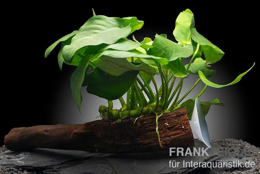Anubias nana auf Wurzel mit Sauger, ca. 12-18 cm