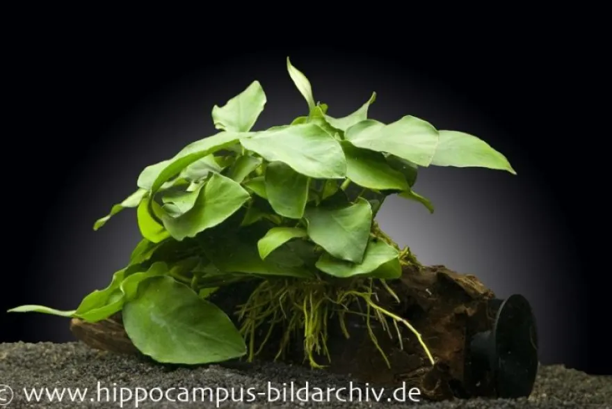 Anubias nana auf Wurzel mit Sauger, ca. 12-18 cm