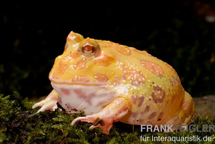 Aprikosefarbener Albino Pacman-Frog, Ceratophrys cranwelli apricot