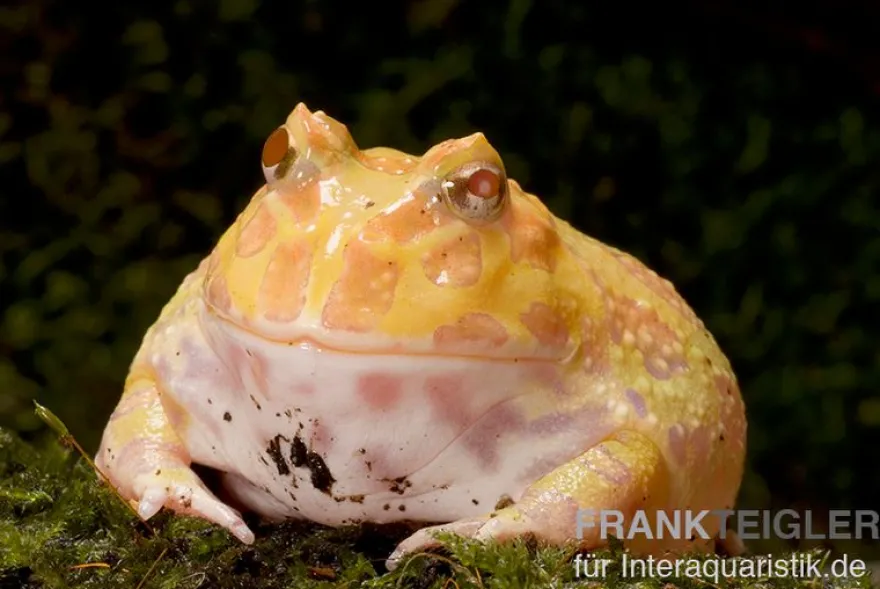 Aprikosefarbener Albino Pacman-Frog, Ceratophrys cranwelli apricot