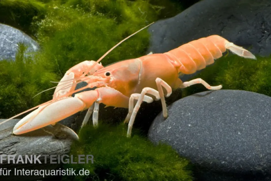 Aprikosenkrebs, Cherax holthuisi - Zufällig