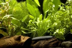 Aquarienpflanzen-Einsteigerset für 60 cm Aquarium, Aquarienpflanzen-Set