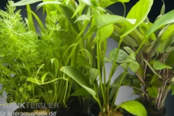 Aquarienpflanzen-Set Congo, 5 Töpfe, Aquarienpflanzen-Sortiment