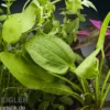 Aquarienpflanzen-Set Kinabalu, 5 Töpfe, Aquarienpflanzen-Set