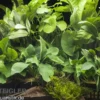Aquarienpflanzen-Sortiment "Schatten" für 100-120 cm Aquarium, Aquarienpflanzen-Set