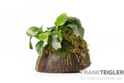 Aquarienpflanzen-Sortiment "Buntbarsch" für 80 cm Aquarium, Aquarienpflanzen-Set