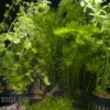Aquarienpflanzen-Sortiment "Kaltwasser" für 80 cm Aquarium, Aquarienpflanzen-Set