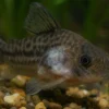 Aquarium Münster Medimor 30 ml, Arzneimittel