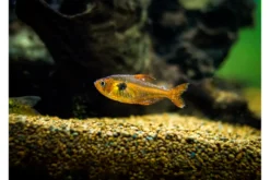 Aquarium Münster Odimor 20 ml, Arzneimittel