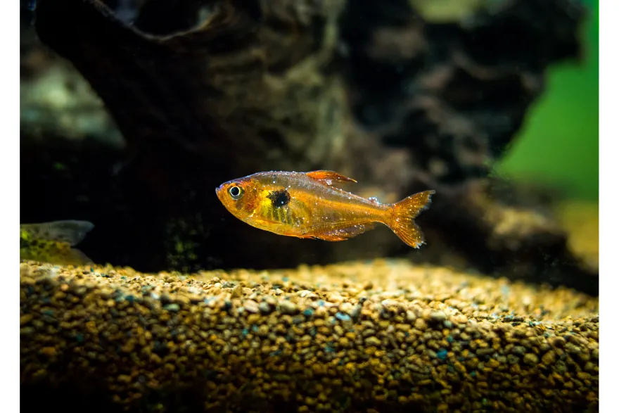 Aquarium Münster Odimor 20 ml, Arzneimittel