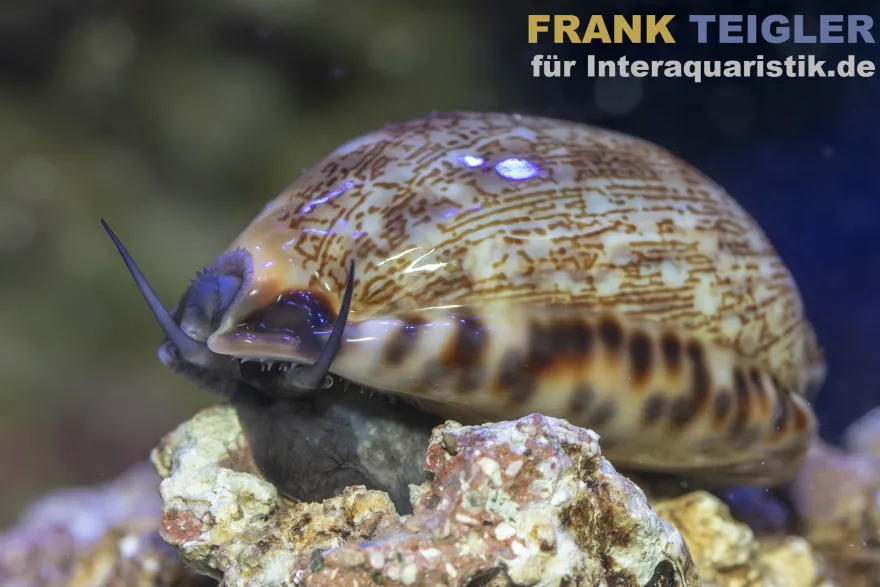 Arabische Kaurischnecke, Mauritia arabica
