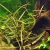 Araguaia Wasserfreund, Hygrophyla spec. Araguaia, Bund