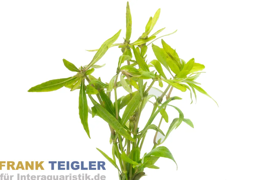 Araguaia Wasserfreund, Hygrophyla spec. Araguaia, Bund