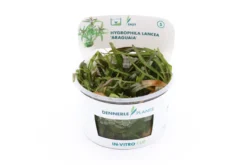 Araguaia-Wasserfreund, Hygrophila lancea "Araguaia", in Vitro