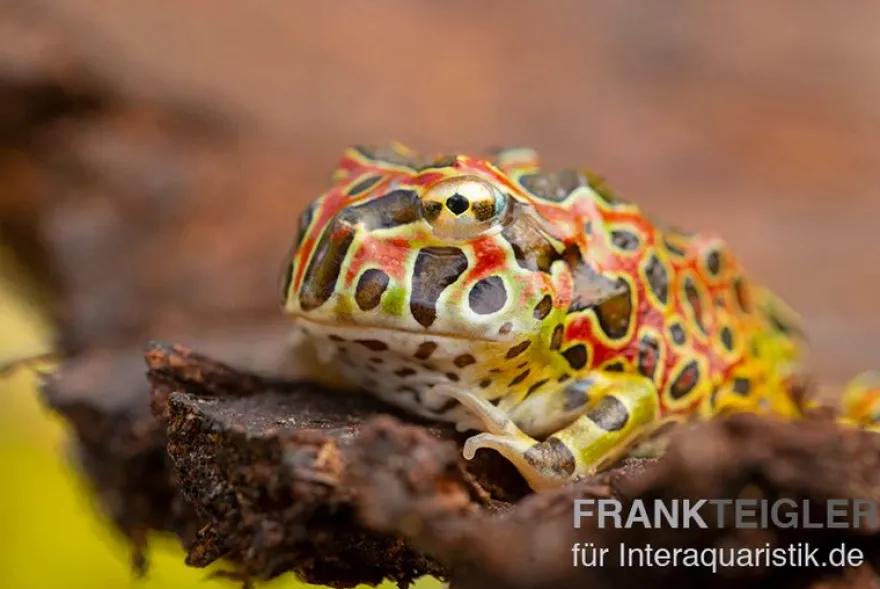 Argentinischer Schmuckhornfrosch (rot), Ceratophrys ornata