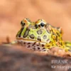 Argentinischer Schmuckhornfrosch (grün), Ceratophrys ornata