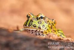 Argentinischer Schmuckhornfrosch (grün), Ceratophrys ornata