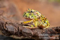 Argentinischer Schmuckhornfrosch (grün), Ceratophrys ornata