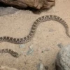 Arizonanatter, Arizona elegans