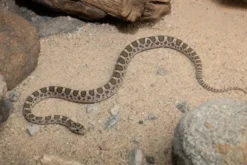 Arizonanatter, Arizona elegans