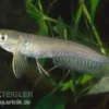 Arowana, Osteoglossum bicirrhosum