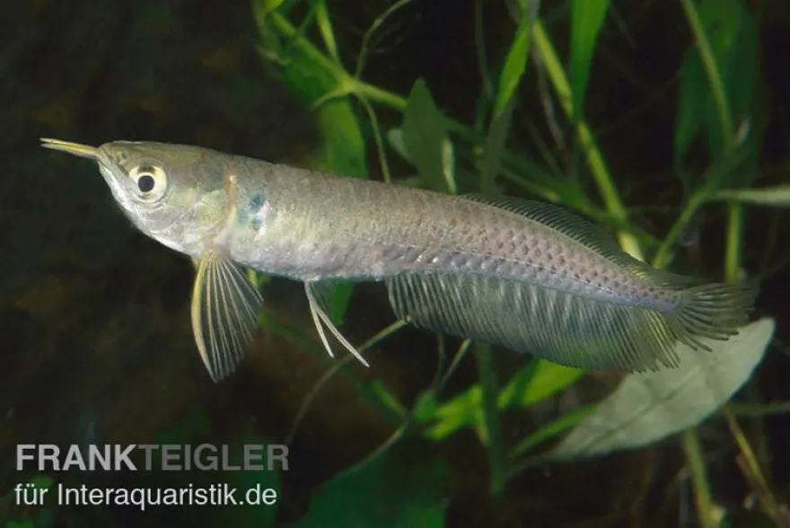 Arowana, Osteoglossum bicirrhosum