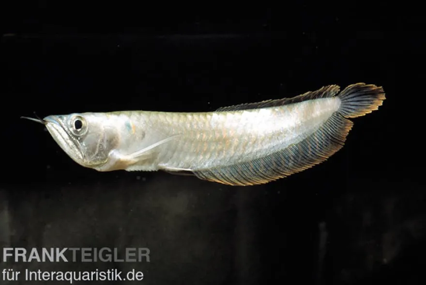 Arowana, Osteoglossum bicirrhosum