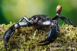 Asia-Skorpion, Heterometrus longimanus
