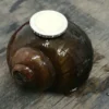 Asiatische Apfelschnecke, Pila ampullacea