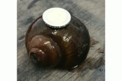 Asiatische Apfelschnecke, Pila ampullacea