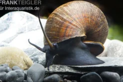 Asiatische Apfelschnecke, Pila ampullacea
