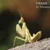 Asiatische Blütenmantis, Creobroter gemmatus