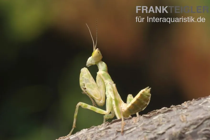 Asiatische Blütenmantis, Creobroter gemmatus