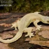 Asiatischer Hausgecko, Hemidactylus frenatus