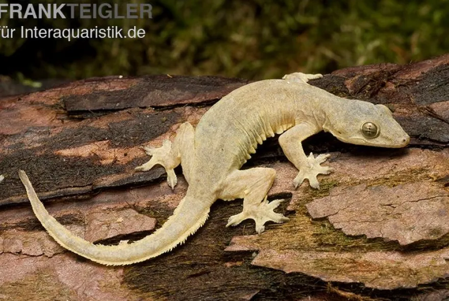 Asiatischer Hausgecko, Hemidactylus frenatus